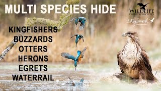 Multi Species Hide - 24 Hours of Wildlife Photography