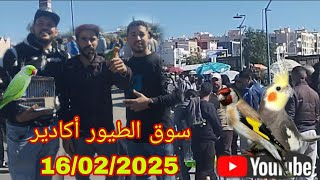 سوق الطيور أكادير ليوم الأحد 16/02/2025+دائما مع الجديد حصريا على قناتكم 💥🙏