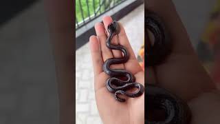 Scary sticky toy 🐍 #lifehacks #batang90s