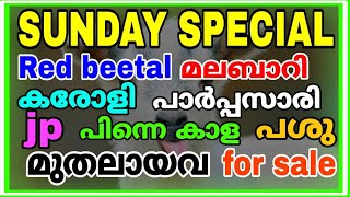 SUNDAY SPECIAL,റെഡ് ബീറ്റൽ , Jp, മലബാറി,കരോളി, സിരോഹി.മുതലായ നല്ല ഇനംതിൽ പെട്ട ആടുകൾ  വില്പനക്ക്....