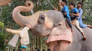 പുത്തൻകുളം വിക്രം പുന്നവിളയുടെ മണ്ണിൽ....| മൂർത്തി അപ്പുപ്പൻക്കാവ് ഉത്സവം 2023 | puthenkulam vikram