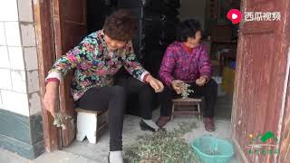 婆婆和老奶择茵陈，准备蒸几个青团吃，据说女生吃了大有益处