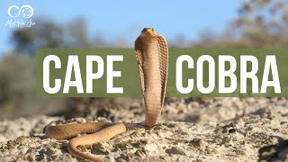 Cape Cobra (Naja nivea) | Herping South Africa - Montagu