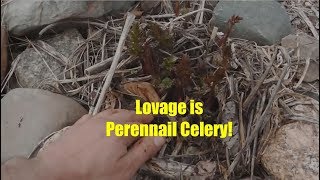 Spring Peepers, Lovage, and Sowing Peas Under Heavy Mulch