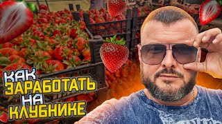 Один день клубничного перекупа. Как заработать на ягоде.