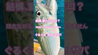 石垣島、沖縄魚！カツオと間違える程のぐるくま（サバ）#shors #沖縄 #石垣島 #okinawa #ishigaki #クニチャン