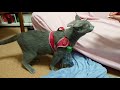 【猫動画】爪切りをめちゃくちゃ嫌がるロシアンブルー【russianblue】russian blue who hates nail clippers very much