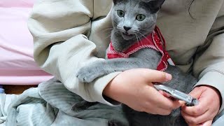 【猫動画】爪切りをめちゃくちゃ嫌がるロシアンブルー【russianblue】Russian blue who hates nail clippers very much