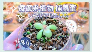 食蟲植物好入手嗎?｜捕蟲堇可以葉孵嗎?｜關於捕蟲堇的種植方法大公開｜辦公室植栽系列｜MiSo閨蜜日記 Mindy Vlog