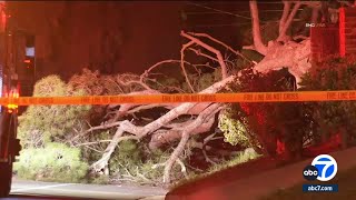 Coldwater Canyon Drive closed due to downed tree, power lines