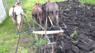 Miniature Donkeys Plowing