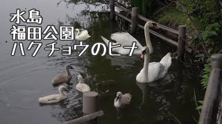 【倉敷】福田公園　ハクチョウのヒナ