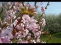 Prunus 'Beni-yutaka'