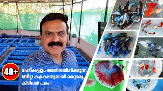 40+ വെറൈറ്റിസ്  ഗപ്പികളും അതിശയിപ്പിക്കുന്ന ബീറ്റ കളക്ഷനുമായി മറ്റൊരു കിടിലൻ ഫാം!|Guppy Farm Kerala.