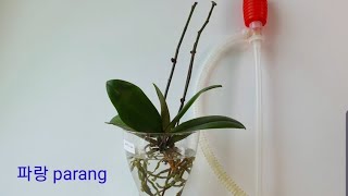 5.호접란 ''뿌리 공중부양재배'' 물 쉽게 주는 방법 . Watering phalaenopsis orchid PPu ri gong jung bu yang jae bae