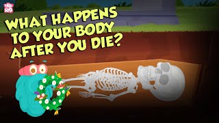 What Happens To Your Body After You Die Human Biology The Dr Binocs Show Peekaboo Kidz