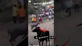 तुफान वेगाची  राणी 🐎💪🏻💯🔥 || buffalo race ||#tending #animals #sharyat #youtubeshort