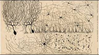 Neuron theory | Wikipedia audio article