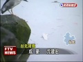 颱風天河底泥翻 魚群缺氧死－民視新聞