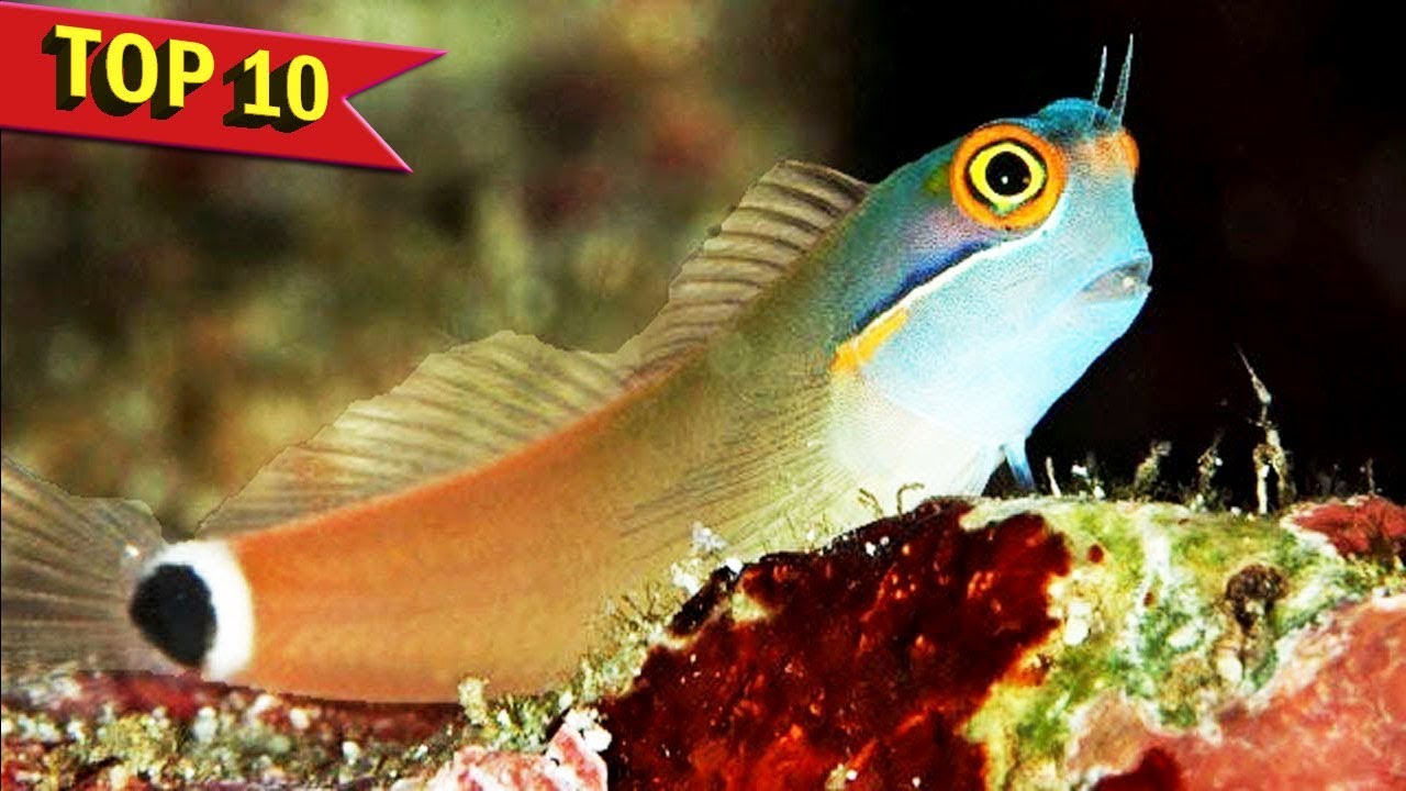 Top 10 Peaceful Freshwater And Marine Aquarium Fish - YouTube