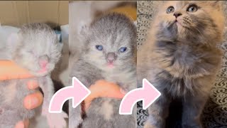 Time Lapse: Day 1 to Day 30. Watch these kittens open their eyes for the first time!