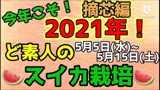 🔰ど素人のスイカ栽培🍉〜摘芯編　5月5日(水)〜5月15日(土)