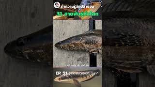 รู้จักปลาช่อน 31 สายพันธุ์ ตอนที่ 2 : WE LOVE FISH รู้จักปลาสวยงามใน 1 นาที EP.51