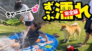 【完全版】ずぶ濡れびしゃびしゃの家族にドン引きする柴犬