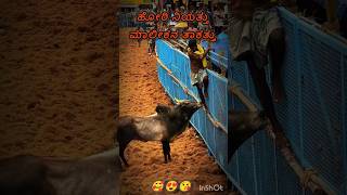 ಹೋರಿ ಲವರ್ 🥰😍😘 #jallikattu #horihabbada #bulllovers #horihabba #jallikattubull #cow #shorts #bull #