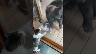 Bear Roaming on Porch Backs off When Cat Leaps Towards It Aggressively Through Glass Door - 1192029