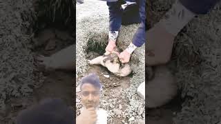 ভালুক ক্যাশিং মুহূর্ত || মজার মুহূর্ত @nai_baten99 #animals