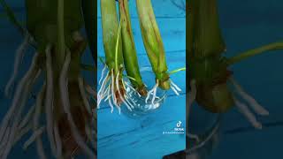 Propagating lemongrass #garden