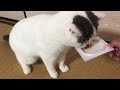 初めての納豆にかぶりつく猫。 やわらかっ！立ち耳スコティッシュ猫のかわいい＆ふわふわ動画【むーにー】