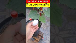 শসা গাছের দ্বিগুণ ফলনে - এভাবে ডিমের খোসা দিন#trending #shortvideos #viral