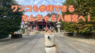 リキさんの初詣⛩  ワンコも参拝できる神社に行ってきましたよ♪ #柴犬  #しばいぬ  #初詣  #ドライブ