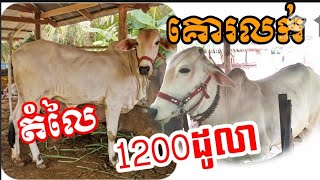 (គោលក់បាត់ហើយ) កូនគោរលក់1200ដូលា