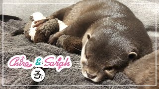 【カワウソチロとサラ】おやすみタイム続編  晚安時間（續篇）