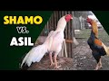 Differences Between Shamo Chicken & Asil Chicken.