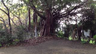 盛久神社　安房　屋久島