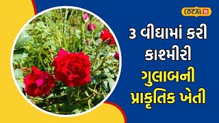 Flower Farming | મહિને 600 કિલો ગુલાબનું વેચાણ કરે આ ખેડૂત, રોજની 5 હજાર રૂપિયા આવક | #local18