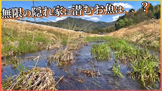 川全体がほぼ隠れ家の川で婚姻色のお魚狙いでガサガサしたら、、、！！