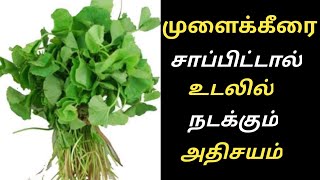 முளைக்கீரை மருத்துவ பயன்கள்/Mulai Keerai Benefits in Tamil/Health Tips/Mulai Keerai/Joes's Kitchen