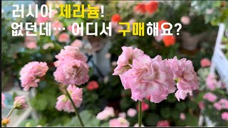 (러시아)제라늄!없던데..어디서 구매하나요? /꽃수다🌸