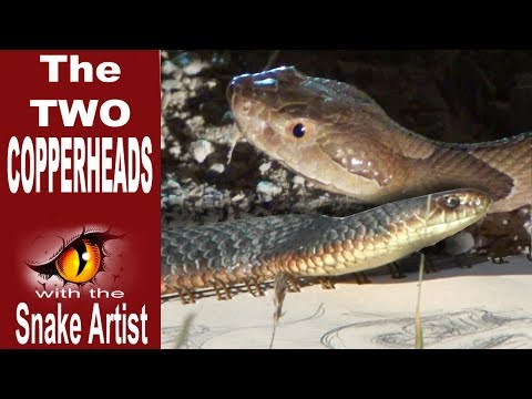 Snake Artist E04 - The 2 Copperheads Snake Artist E04 - The 2 Copperheads