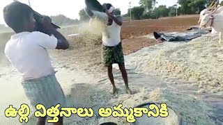 ఉల్లి విత్తనాలు అమ్మకానికి ఉన్నాయి-onion seeds for sale-onion seeds farming in india-onion seeds