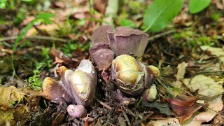 31 juillet Premières chanterelles violette, Fin de la pousse de cèpes ?