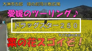 【モトブロ】愛媛の菜の花ツーリング♪（ドラッグスター２５０）