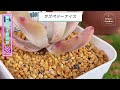 【no.79】【多肉植物】保険株を作るため、チョンパ！３週間でもう子株が出てる？