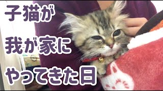 かわいい子猫が我が家にやってきた日【癒しの猫動画】