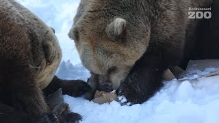 Björnar äter inte bara kött – Naturskolan Arkki: köttätare, växtätare och allätare